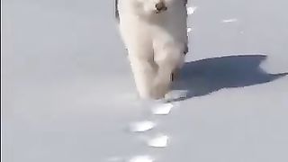 Cats walking direct registering