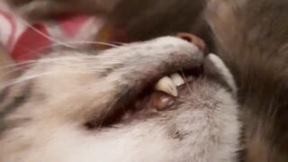 Animale 4
