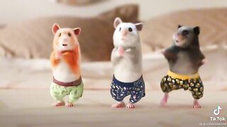 Hamsteri