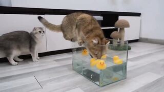 Funny cats 38