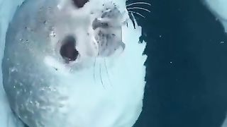 Seals Nose Preventing from water