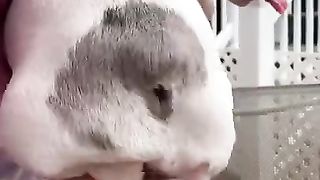 Frenchies Compilation ~ Cutest and Funniest French Bulldogs on TikTok ????