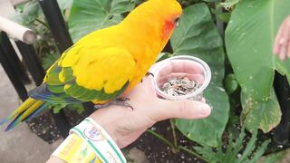 bird which amazed everyone and comfortable