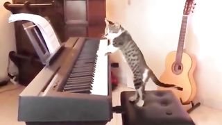 Funny and Smart Cats