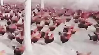 Esse é o chineses que tem o maior criame de galinhas do mundo