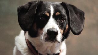Dog face
