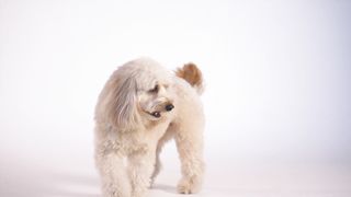 Dog photography