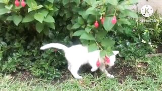 baby animals so cute
