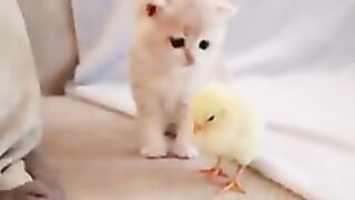 Top 10 Cute Animals In The World - Part-3.