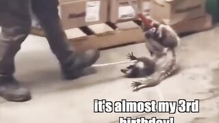 Racoon story ????
