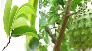 Manfaat daun sirsak