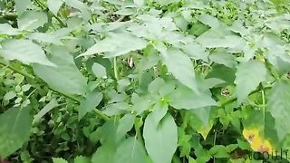 Manfaat daun Dan buah ceplukan
