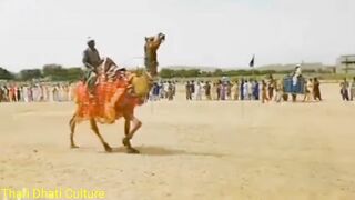 Beautiful camels