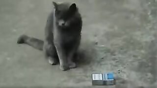Funny Animal Videos 2023 ???? - Funniest Dogs and Cats Videos.