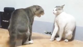 Funny fighter ???????? try to no laught
