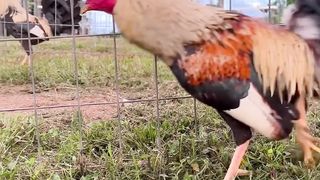 Kelso Grey Cornerstone Farm Alabama | Beautiful Birds