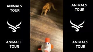 Funny animals - Funny cats / dogs - Funny animal videos #1