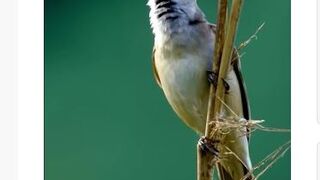 A Beautiful Bird - Nature Time