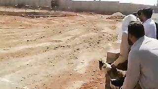 Dog racing