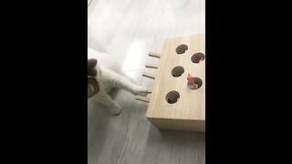 funny animals video 4