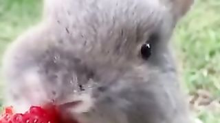 Coelho se alimentando