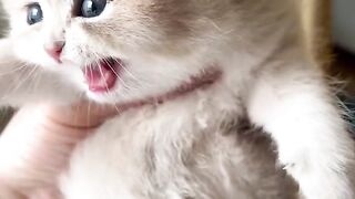 Cat × lale ×dis cat good