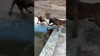 "Intelligent dog saves best friend from drowning."