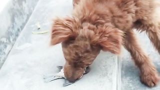 Funny vídeos 3
