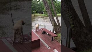 Dogs Buster Jazz panic when owner swings out and falls into lake then swim out to rescue him