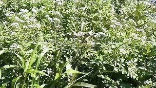 Korang river Bhara kahu Islamabad pakistan/sohailT22vlog
