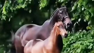 the horse