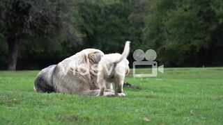 Puppy play with mom