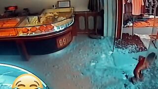 TRY NOT TO LAUGHING I Best Funny Videos Compilation 2023 # 105 2