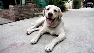 Dog laying down