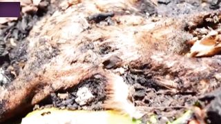 Video Not for Cats Lover's EATEN UP TO 80 CATS