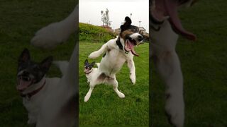 Funny animals 2023 Funniest Cats and Dogs