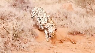 Waild animal