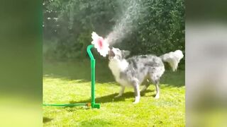 Funny Pets Best Video 4 - Try not to Laugh