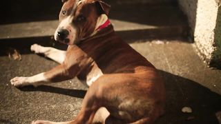 Sunbathing dog