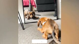 Funny Pets Best Video 6 - Try not to Laugh