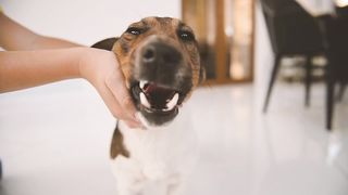 Dog with his hands