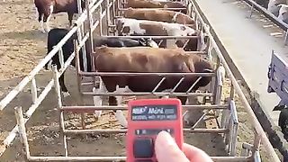 Cow farmig