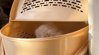 Cute kitten surprise