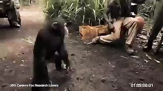 Rise of the planets of Apes