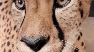 Cheetah 3