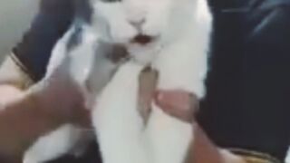 MAKES LAUGHING WATCHING THIS IS FUNNY.