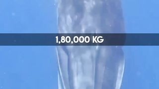 Mind Blowing Facts About Animals Creazy Facts