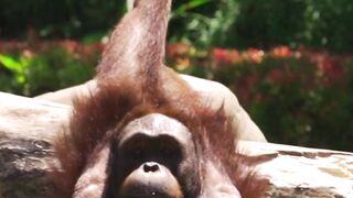 Orang utan