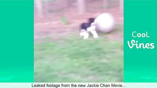 Try Not To Laugh Challenge - Funny Cat & Dog Vines compilation 2017 7