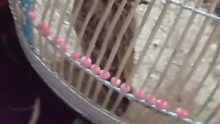 Birds ????